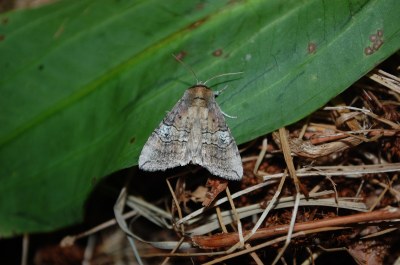 <i>Tethea ocularis</i>