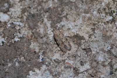 Pseudotelphusa paripunctella