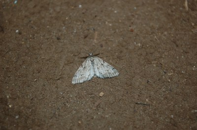 <i>Tephronia sepiaria</i>