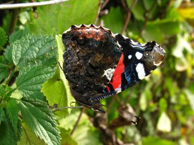 <i>Vanessa atalanta</i>