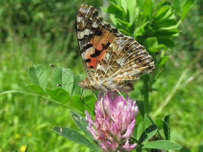 <i>Vanessa cardui</i>