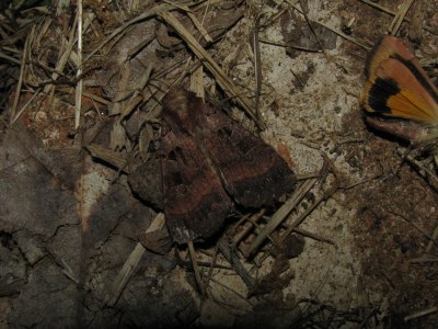 Xestia stigmatica
