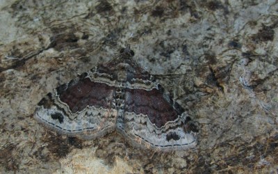 Xanthorhoe spadicearia