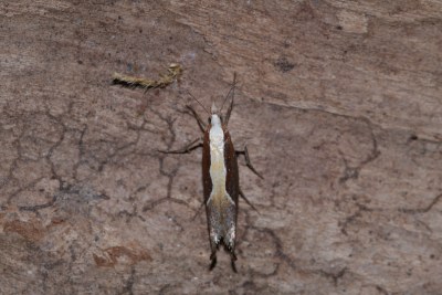 Ypsolopha dentella