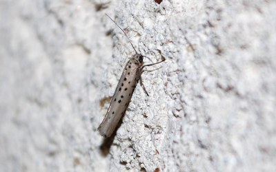 Yponomeuta sedella