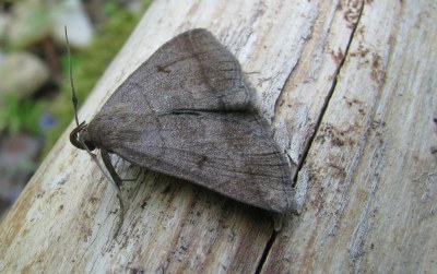 Zanclognatha lunalis