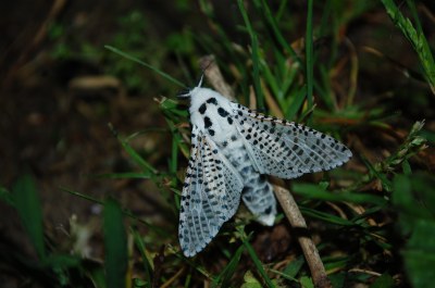 <i>Zeuzera pyrina</i>