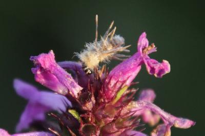 Ptilocephala albida