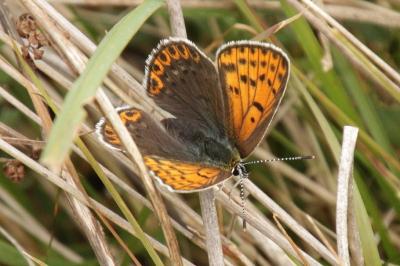 Lycaena tityrus
