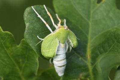 Bena bicolorana