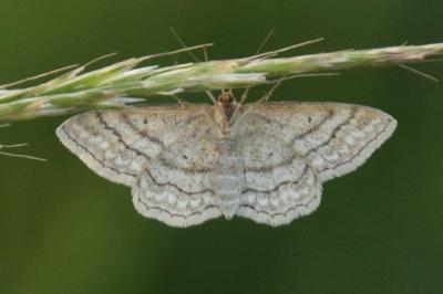 Idaea macilentaria