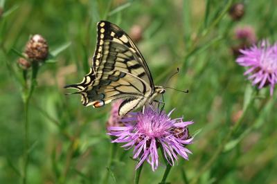 Papilio machaon