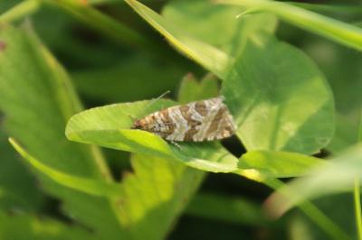 Celypha rivulana