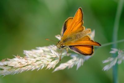 Thymelicus sylvestris