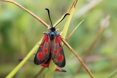 Zygaena loti