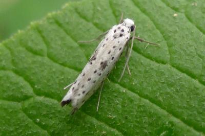 Yponomeuta plumbella