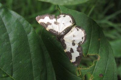 Lomaspilis marginata