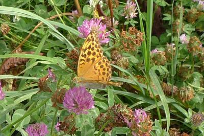 Argynnis paphia