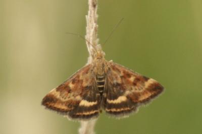 Pyrausta despicata