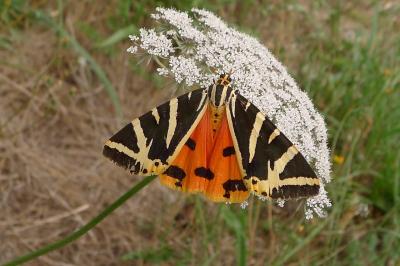 Euplagia quadripunctaria