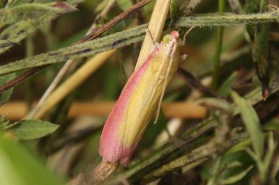 Oncocera semirubella