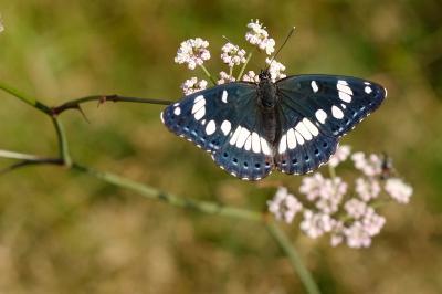 Limenitis reducta