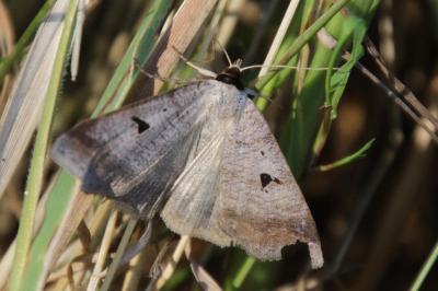 Lygephila pastinum
