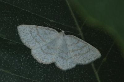 Cabera exanthemata