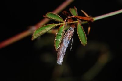 Selagia spadicella