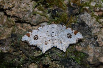 Macaria notata