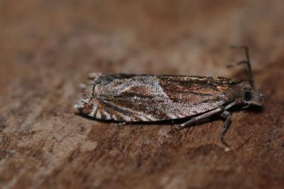 Ancylis comptana