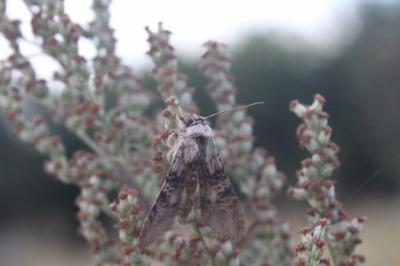 Cucullia absinthii