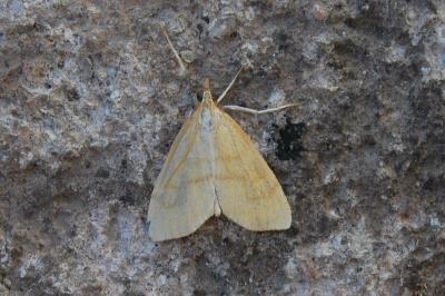 Anania crocealis