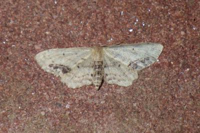 Idaea dimidiata
