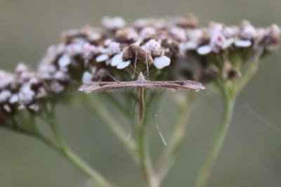 Stenoptilia bipunctidactyla