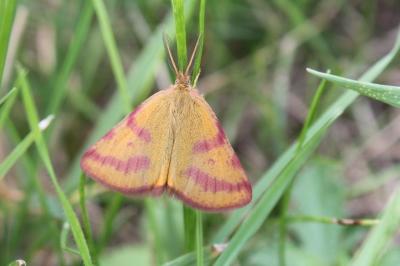 Lythria purpuraria