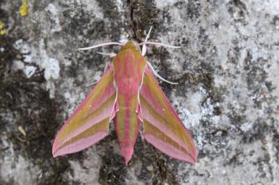 Deilephila elpenor