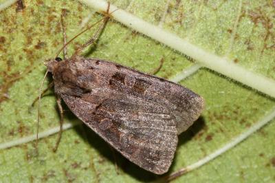 Xestia stigmatica