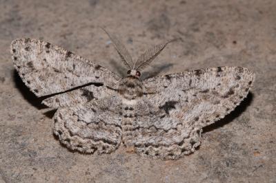Hypomecis roboraria