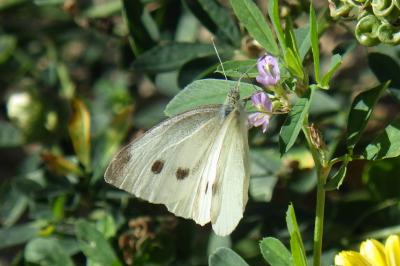 Pieris rapae