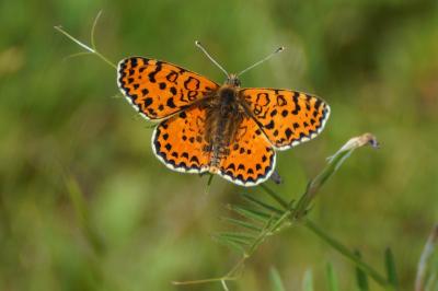 Melitaea didyma