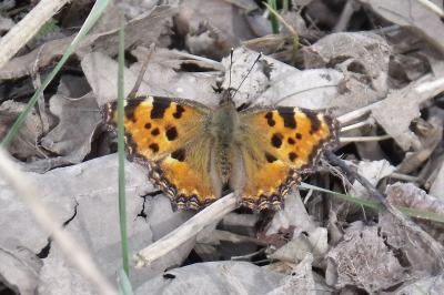 Nymphalis polychloros