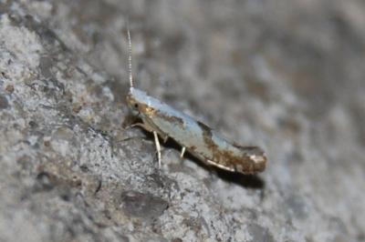 Argyresthia bonnetella