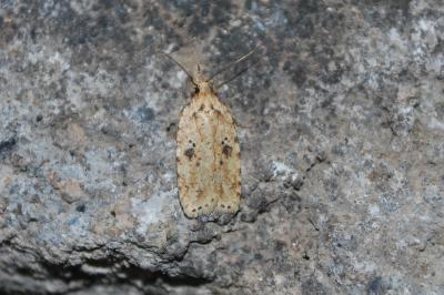 Agonopterix arenella