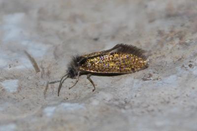 Eriocraniidae