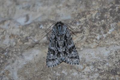 Acronicta auricoma