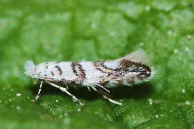 Gracillariidae