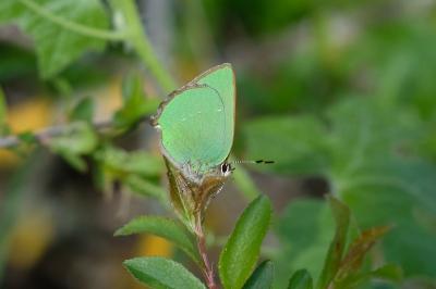 Callophrys rubi