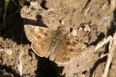 Erynnis tages