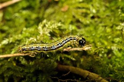 Cydalima perspectalis